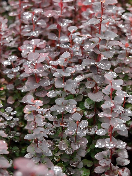 Berberis thunbergii 'Chocolate Summer' ®